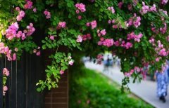 <b>立夏丨四時(shí)天氣促相催，一夜薰風(fēng)帶暑來(lái)。</b>